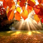 Sun shining through Autumn Leaves