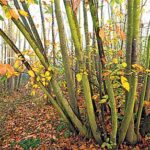 Coppiced tree